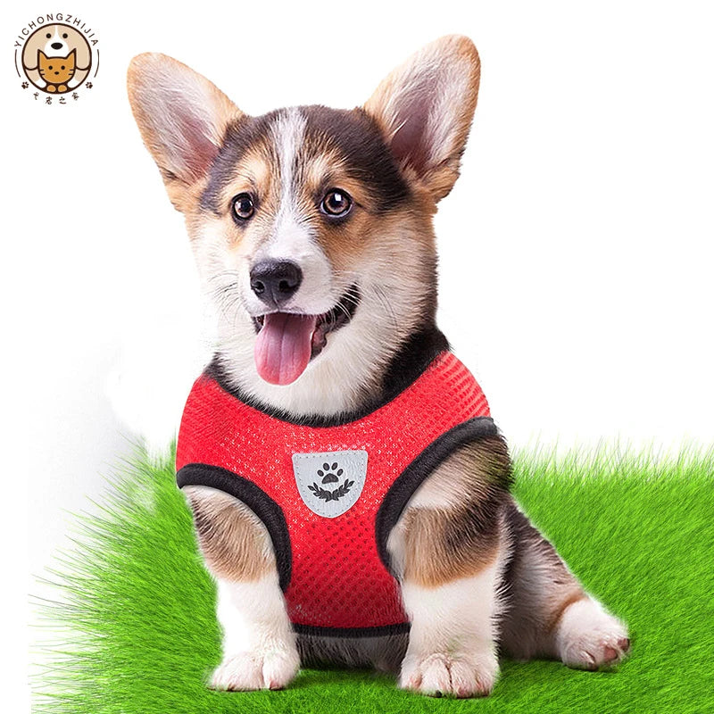 Harnais Gilet Chat & Chien Laisse Promenade Maille Réglable Polyester – Collier Confortable Petite & Moyenne Race | Accessoires Animaux