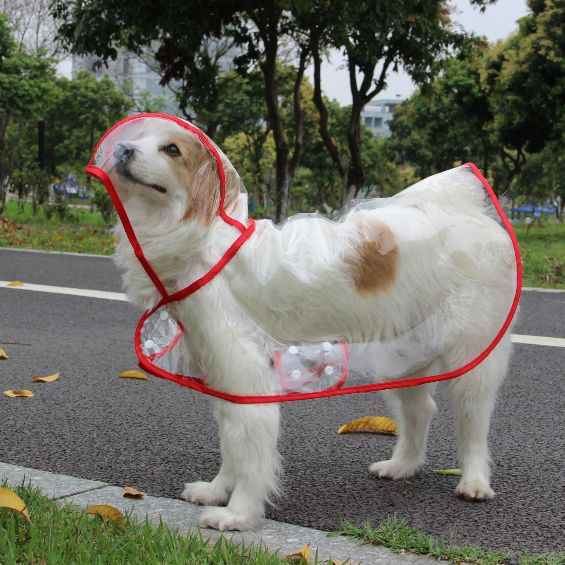 Imperméable Chien Transparent Poncho Imperméable Mode Bords Colorés Personnalisés – Costume Pluie Grande Race | Accessoires Chien