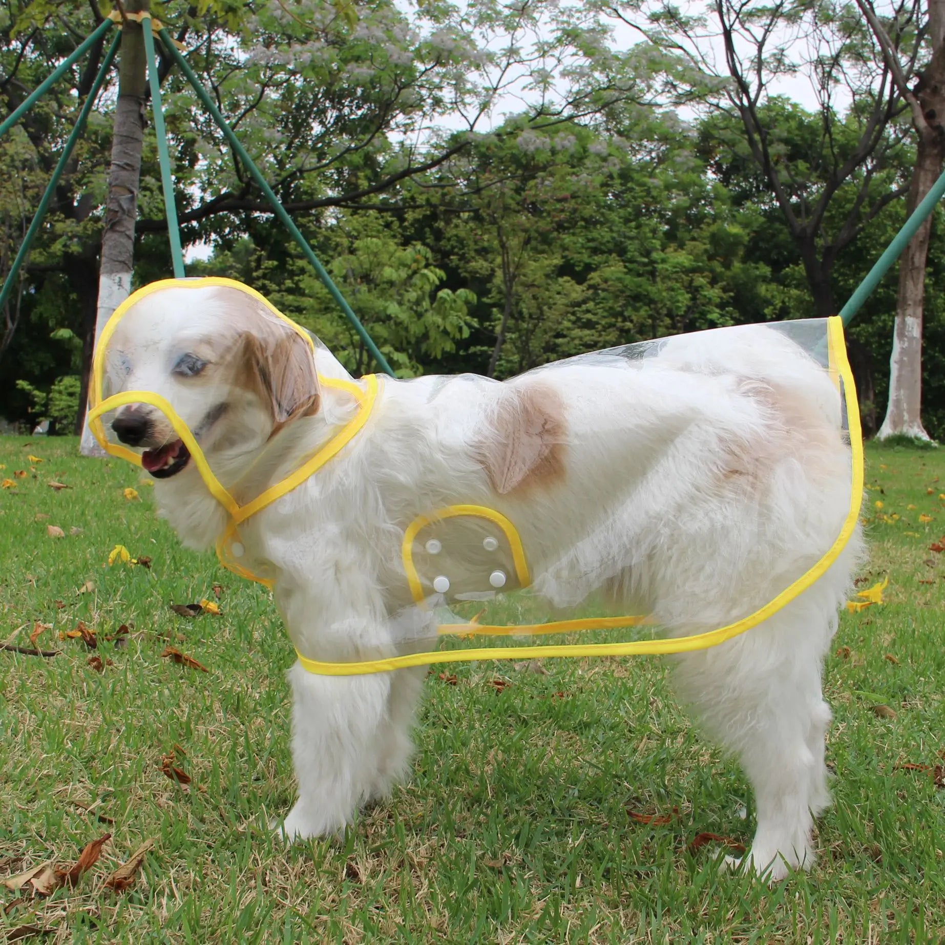 Imperméable Chien Transparent Poncho Imperméable Mode Bords Colorés Personnalisés – Costume Pluie Grande Race | Accessoires Chien