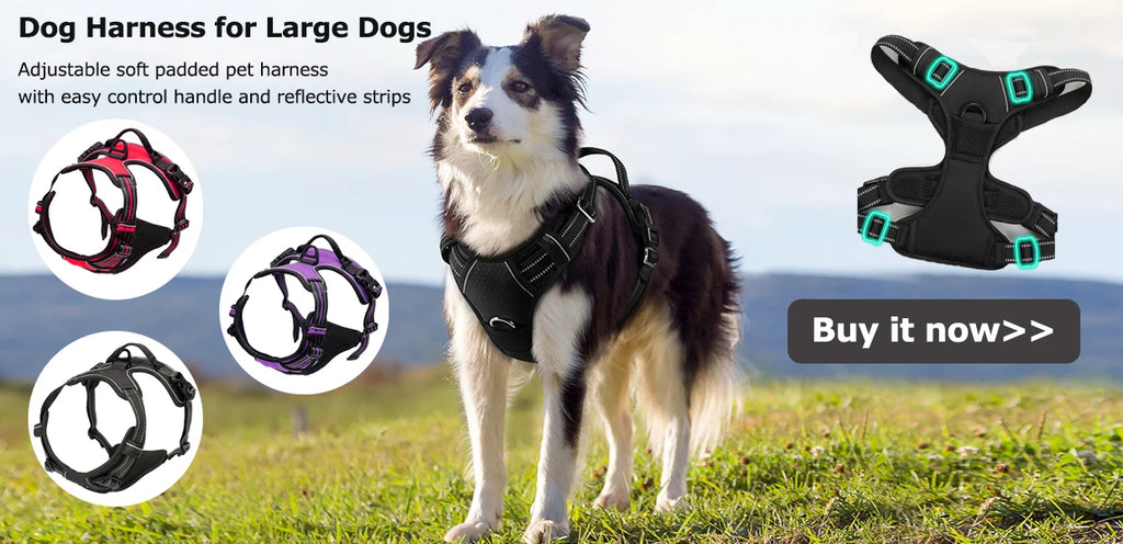 Laisse Chien Grande Race Robuste Anti-Traction Bungee Tactique – 2 Poignées Rembourrées Absorption Chocs | Accessoires Chien