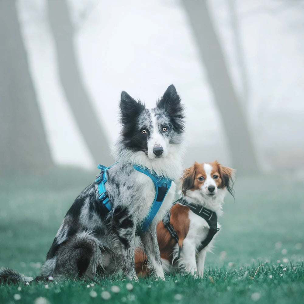 Truelove Harnais Chien Réfléchissant Nylon TLH5651 – Rembourré, Ajustable, Toutes Saisons | Sécurité Voiture & Balade